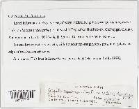 Syzygites megalocarpus image