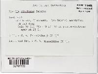 Pirella circinans image