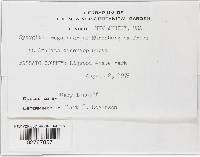 Syzygites megalocarpus image