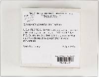 Syncephalis sphaerica image