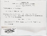 Piptocephalis arrhiza image