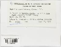 Taphrina caerulescens image