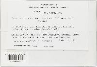 Taphrina caerulescens image