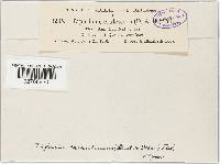 Taphrina caerulescens image