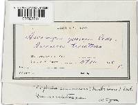 Taphrina caerulescens image