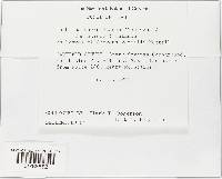 Taphrina caerulescens image