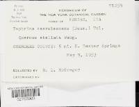 Taphrina caerulescens image