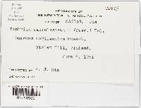 Taphrina caerulescens image