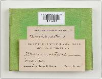 Pleurotus cornucopiae image