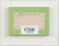 Pleurotus cornucopiae image