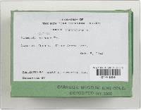 Pholiota spumosa image