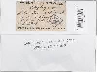 Pleurotus cornucopiae image