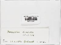 Panaeolus fimicola image