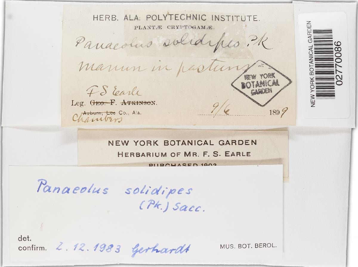 Panaeolus solidipes image