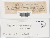 Panaeolus papilionaceus var. papilionaceus image