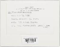 Tapinella atrotomentosa image