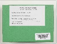 Paxillus involutus image