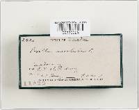 Paxillus involutus image