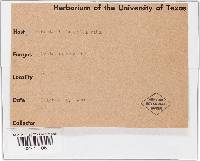 Albugo candida image