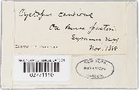 Albugo candida image