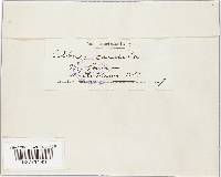 Albugo candida image