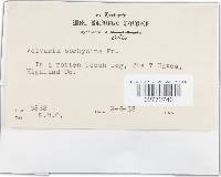 Volvariella bombycina image