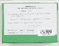 Volvariella bombycina image