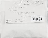 Tapinella atrotomentosa image