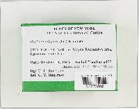 Pholiota adiposa image