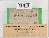 Pholiota adiposa image