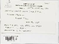 Taphrina caerulescens image