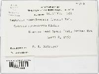 Taphrina caerulescens image