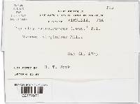 Taphrina caerulescens image