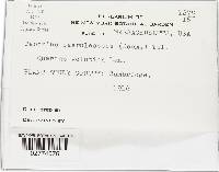 Taphrina caerulescens image