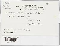 Taphrina caerulescens image