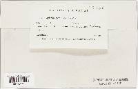 Taphrina populi-salicis image