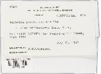 Taphrina populi-salicis image