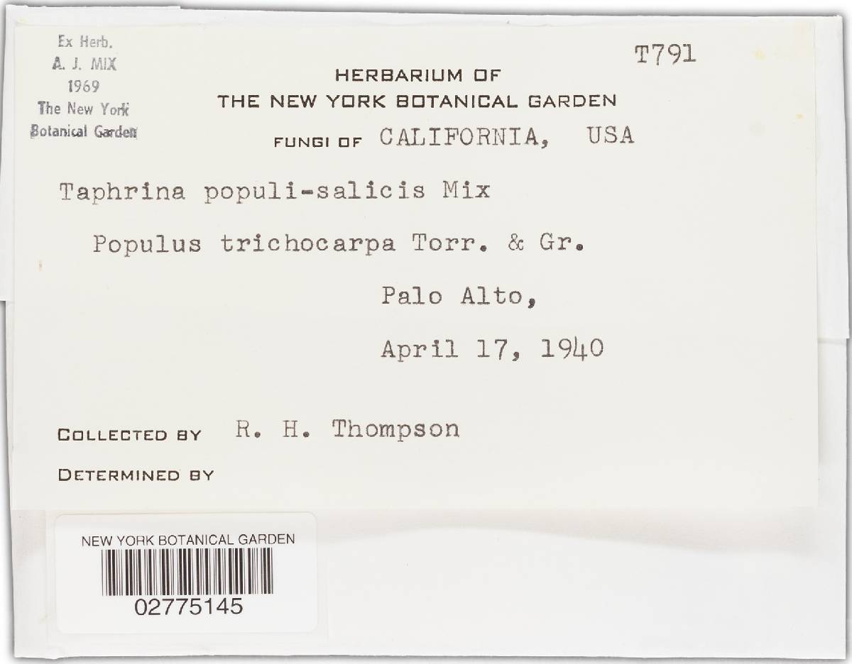 Taphrina populi-salicis image