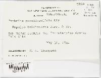 Taphrina populi-salicis image