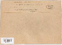 Taphrina populi-salicis image