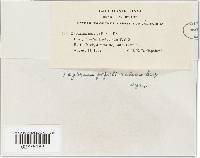 Taphrina populi-salicis image