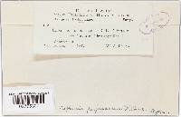 Taphrina purpurascens image