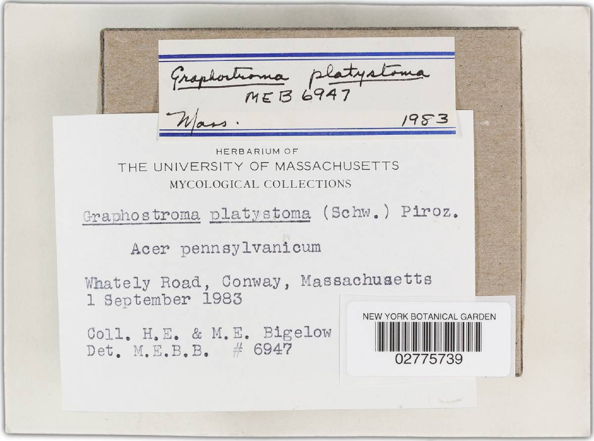 Graphostroma platystoma image