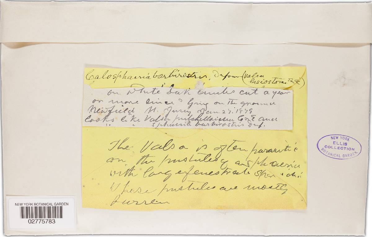 Barbatosphaeria barbirostris image