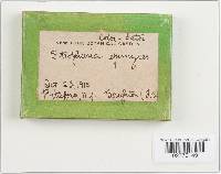 Thumbnail image of current specimen