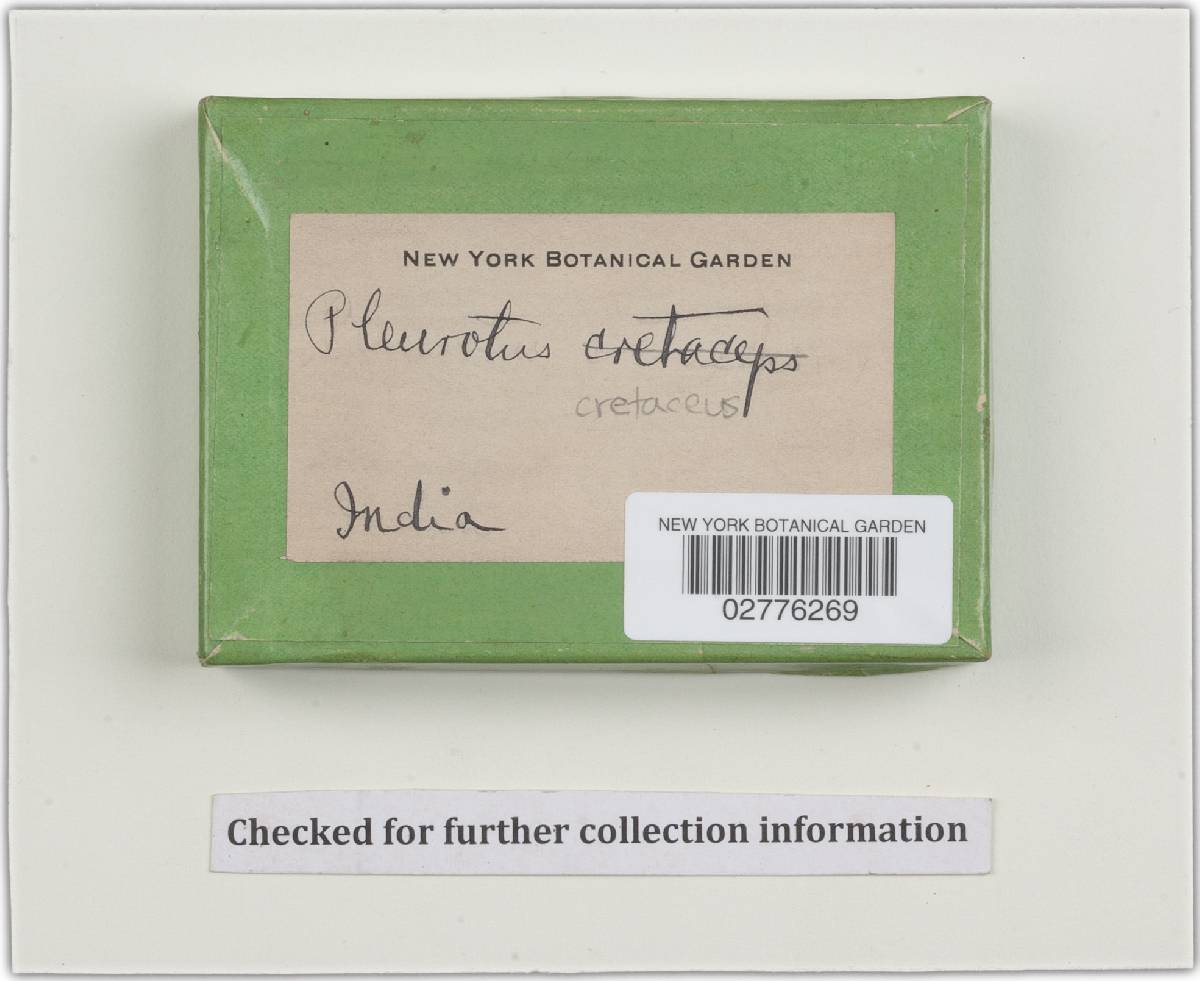 Pleurotus cretaceus image