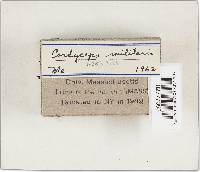 Cordyceps militaris image