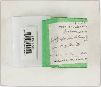 Cordyceps militaris image