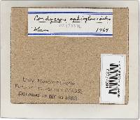 Elaphocordyceps ophioglossoides image