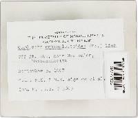 Elaphocordyceps ophioglossoides image